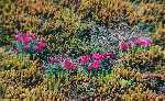 die blühenden Zwergnelken aus der Nähe im Frühjahr 1999