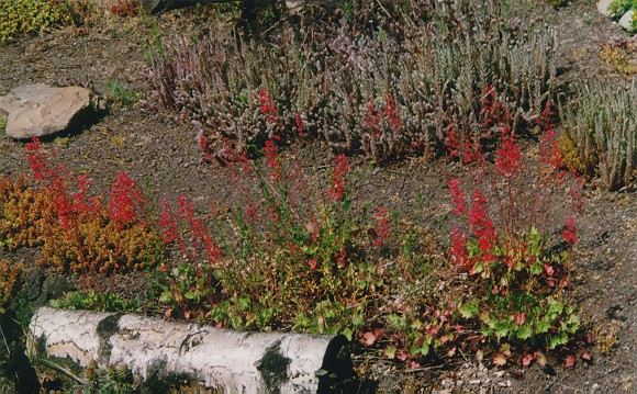 Teilansicht unseres Dachgartens mit blühenden Steingewächsen im Frühjahr 1999