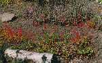 Teilansicht unseres Dachgartens mit blühenden Steingewächsen im Frühjahr 1999