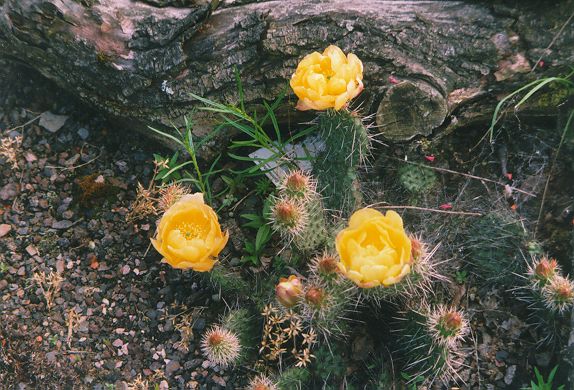 Blühender Kaktus noch näher im Sommer 1999