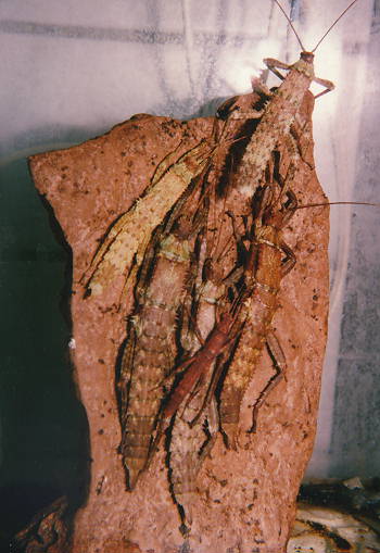 Gespenstschrecken (Eurycantha calcarata) in verschiedenen Entwicklungsstadien